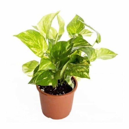 Money Plant Variegated